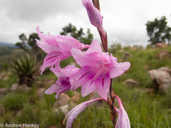 Gladiolus scabridus
