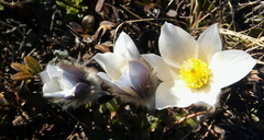 Pulsatilla vernalis