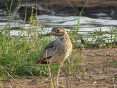 Burhinus senegalensis