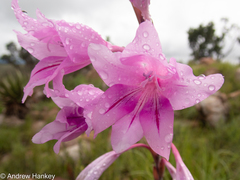 Gladiolus scabridus