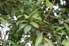 Actinodaphne hookeri