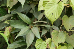 Actinodaphne hookeri