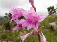 Gladiolus scabridus