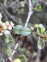 Ceanothus verrucosus