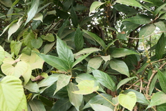 Actinodaphne hookeri