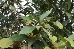 Actinodaphne hookeri