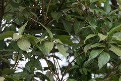 Actinodaphne hookeri