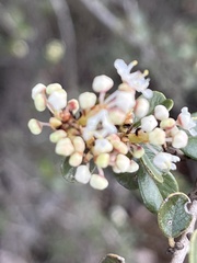 Ceanothus verrucosus