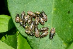 Heterogaster urticae