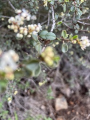 Ceanothus verrucosus