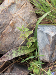 Ledebouria revoluta