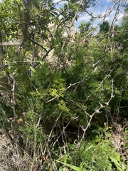 Asparagus angusticladus