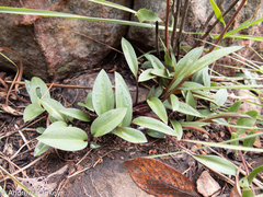 Drimiopsis burkei
