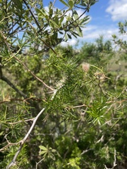 Asparagus angusticladus
