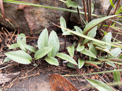 Drimiopsis burkei