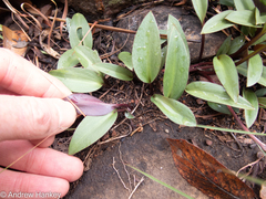 Drimiopsis burkei