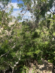 Asparagus angusticladus