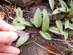 Drimiopsis burkei
