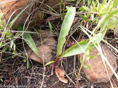 Ledebouria revoluta