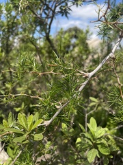 Asparagus angusticladus