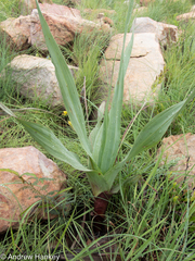 Hypoxis colchicifolia