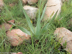 Hypoxis colchicifolia
