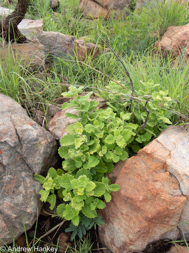 Coleus hadiensis