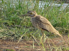 Burhinus senegalensis