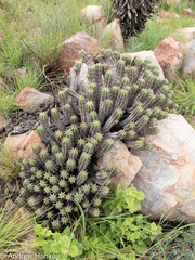 Euphorbia pulvinata