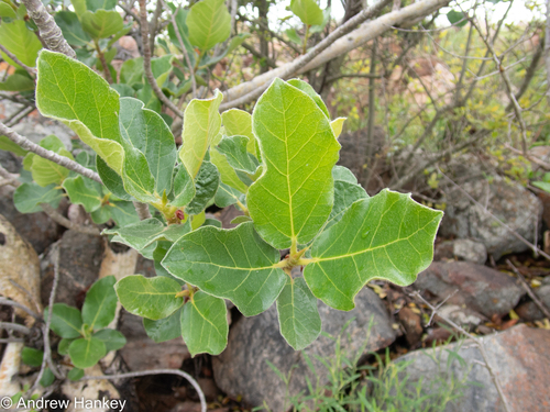 Ficus glumosa (Ficus glumosa)
