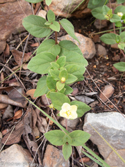 Sphedamnocarpus pruriens