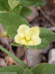 Sphedamnocarpus pruriens