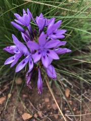 Thereianthus spicatus