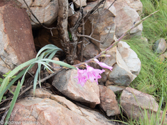 Gladiolus scabridus