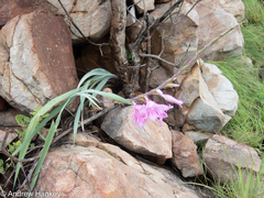 Gladiolus scabridus
