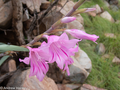 Gladiolus scabridus
