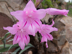 Gladiolus scabridus