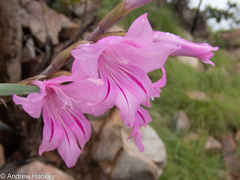 Gladiolus scabridus