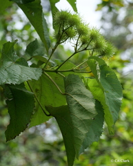 Entelea arborescens