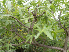 Cussonia natalensis