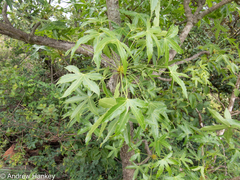 Cussonia natalensis