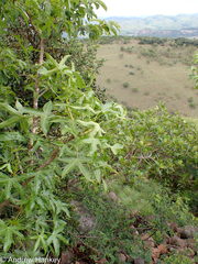 Cussonia natalensis