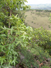 Cussonia natalensis