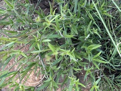 Cordylostigma virgatum