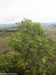 Cussonia natalensis