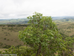 Cussonia natalensis