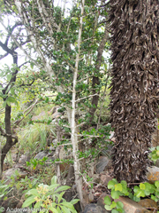 Hyperacanthus amoenus