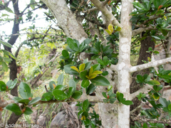 Hyperacanthus amoenus