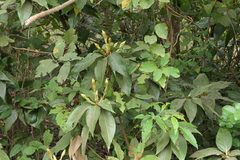 Actinodaphne hookeri