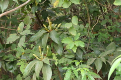 Actinodaphne hookeri
